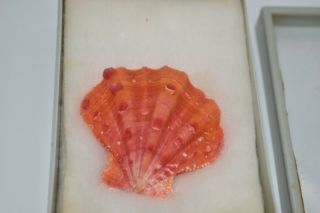 S5 Orange Shell Specimen For Display Or Crafts Collectable