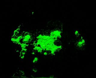Fluorescent Hyalite Opal On Matrix Uv Sw,  Lw Zacatecas Mexico 86x70x22mm 106gr