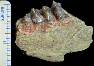 Oreodont Lower Tooth,  Merycoidodon Fossil,  Badlands,  S Dakota,  Oligocene,  O1118