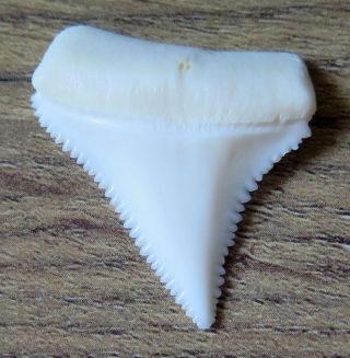 1.  260 " Upper Nature Modern Great White Shark Tooth (teeth)