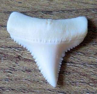 0.  975 " Lower Nature Modern Great White Shark Tooth (teeth)