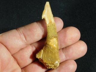 A Big Natural 120 Million Year Old Dinosaur Era Sawfish Tooth Fossil 17.  0gr E