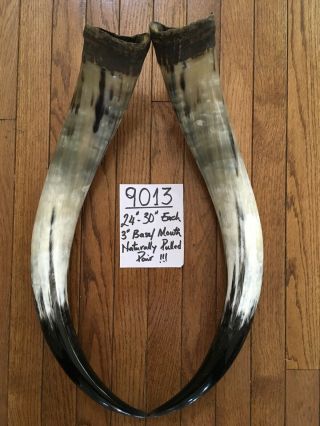 24” - 30” Each.  Bull Horns Cow Horns Steer Longhorn Horns Taxidermy Pairs Polished