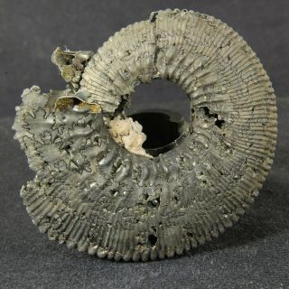 2in/5cm Pyritized Ammonite Kosmoceras Proniae Jurassic Callovian Russian Fossil