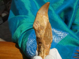 Large Authentic Mosasaur Dinosaur Tooth Fossil With Full Root Matrix 3.  7 " Inches
