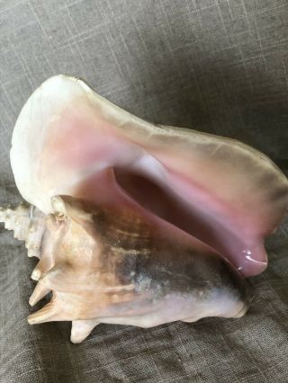 Vintage Large Queen Conch Sea Shell Pink Natural Beach Ocean 8 Inch