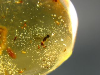 Rare Insects In Amber Fossil From Colombia - 2.  2 "