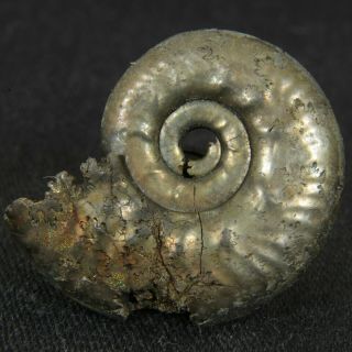 1.  1in (2.  7cm) Pyrite Ammonite Lunuloceras Michailowense Juarssic Russian Fossil