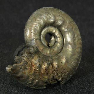 1.  1in (2.  7cm) pyrite Ammonite Lunuloceras michailowense Juarssic Russian fossil 2
