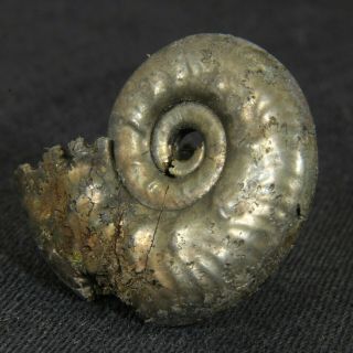 1.  1in (2.  7cm) pyrite Ammonite Lunuloceras michailowense Juarssic Russian fossil 3