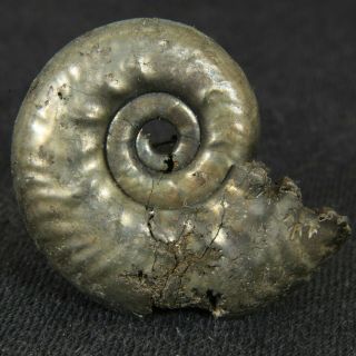 1.  1in (2.  7cm) pyrite Ammonite Lunuloceras michailowense Juarssic Russian fossil 4