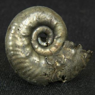 1.  1in (2.  7cm) pyrite Ammonite Lunuloceras michailowense Juarssic Russian fossil 5