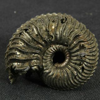 1.  3in (3.  3cm) Pyritized Ammonite Cardioceras Jurassic Oxfordian Russian Fossil