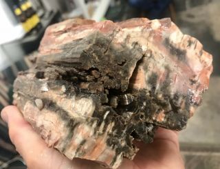 Reilly’s Rocks: Colorful Saint Johns Arizona Petrified Wood,  W/calcite,  3.  5 Lbs