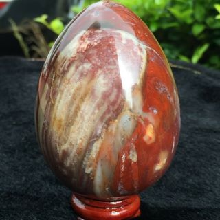 Natural Petrified Wood Fossil Crystal Polished Egg - Shaped Stone Hot 374g