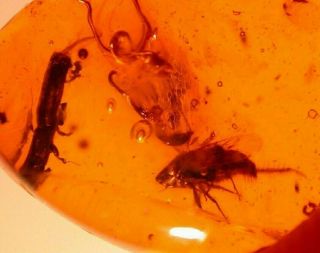 Fulgoroid Insect With Beetle And Fly In Authentic Dominican Amber Fossil