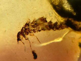 Strange Unknown Beetle Larvae Burmite Myanmar Amber Insect Fossil Dinosaur Age