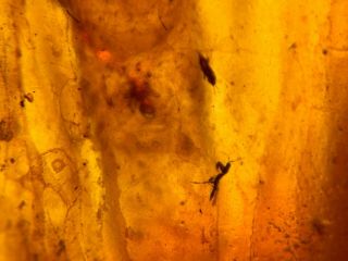 spider&2 thrips&beetle Burmite Myanmar Burmese Amber insect fossil dinosaur age 2