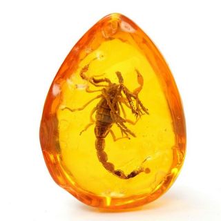 Larvae Fossil Scorpions Inclusion In Natural Baltic Amber Gemstone Man - Made Gift