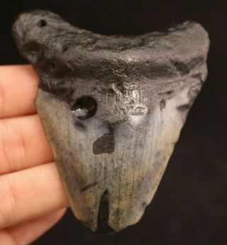 Megalodon Shark Tooth 3.  11 " Extinct Fossil Authentic Not Restored (acg2 - 54)