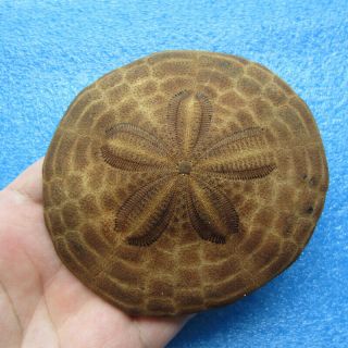 Clypeaster Species 100.  6mm Sea Urchin Sand Dollar