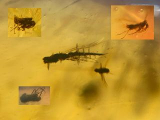 5 Unique Unknown Fly Bug Burmite Myanmar Burma Amber Insect Fossil Dinosaur Age