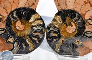 7693xx Rare 1in100 Black Ammonite Pair Deep Crystals 110myo Fossil Lg 110mm 4.  3 "