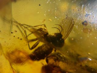 2 Big Mosquito Flies Burmite Myanmar Burmese Amber Insect Fossil Dinosaur Age