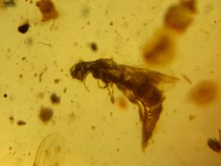 Lymexylidae Beetle&unknown Fly Burmite Myanmar Amber Insect Fossil Dinosaur Age