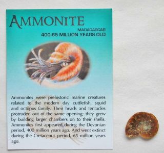 Ammonite Fossil 3/4 To 1 Inch Size Madagascar 295 2o