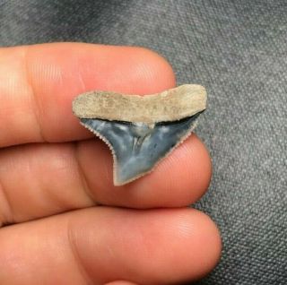 Sharp 0.  84 " Lee Creek Aurora Bull Dusky Shark Tooth Teeth Fossil Sharks