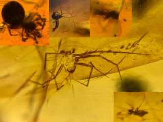 2 Spider&3 Mosquito Fly Burmite Myanmar Burmese Amber Insect Fossil Dinosaur Age