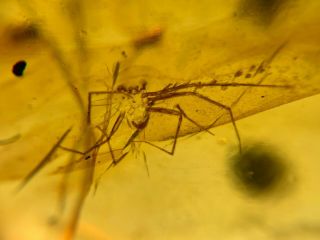 2 spider&3 mosquito fly Burmite Myanmar Burmese Amber insect fossil dinosaur age 2
