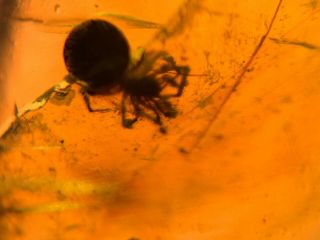 2 spider&3 mosquito fly Burmite Myanmar Burmese Amber insect fossil dinosaur age 3