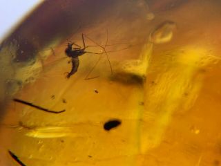 2 spider&3 mosquito fly Burmite Myanmar Burmese Amber insect fossil dinosaur age 4
