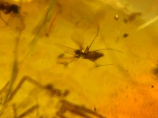 2 spider&3 mosquito fly Burmite Myanmar Burmese Amber insect fossil dinosaur age 5