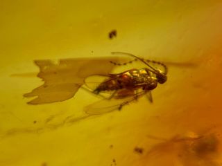 Gall Midge Mosquito&fly Burmite Myanmar Burmese Amber Insect Fossil Dinosaur Age