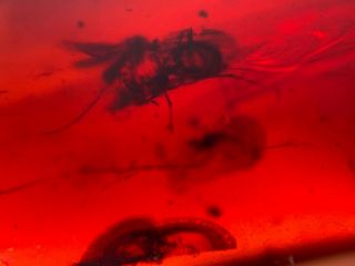 2 Flies In Red Bood Amber Burmite Myanmar Burma Amber Insect Fossil Dinosaur Age