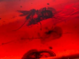 2 flies in red bood amber Burmite Myanmar Burma Amber insect fossil dinosaur age 2