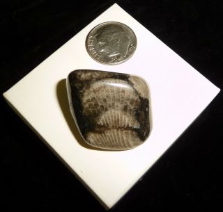 Dino: Vatican Tumbled Chakra Stone,  England - 16 Grams