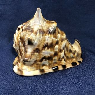 Large 6.  5 " Helmet Conch Natural Ocean Sea Shell Beautifully