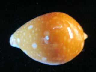 Cypraea Guttata 50 Mm Typical Bold Spots Pretty And The Base Is Too