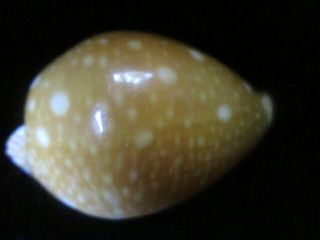 Cypraea guttata 50 mm typical bold spots pretty and the base is too 3