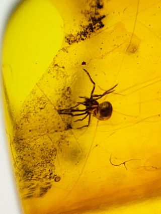 S88 - Spider In Fossil Burmite Insect Amber Cretaceous Dinosaur Age