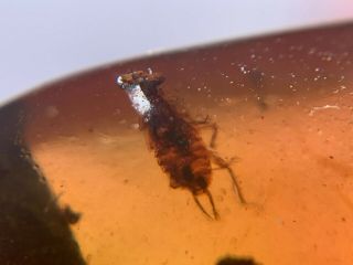 Uncommon Roach Larvae Burmite Myanmar Burmese Amber Insect Fossil Dinosaur Age