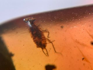 uncommon roach larvae Burmite Myanmar Burmese Amber insect fossil dinosaur age 2