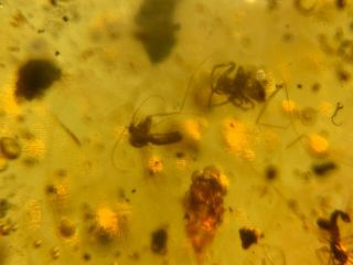 Spider&3 Mosquito Flies Burmite Myanmar Burmese Amber Insect Fossil Dinosaur Age