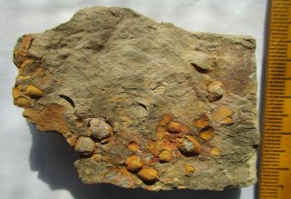 Bivalves Redonia Michelae,  Lower Ordovician,  Floien,  Morocco,  Fezouata,  Zagora