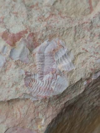 Fossils Trilobite Palaeolenus Lantenoisi,  Very Rare Kk4