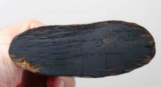 Yellowstone River Petrified Fossil Wood Lapidary 1 Lb 6 Oz Specimen